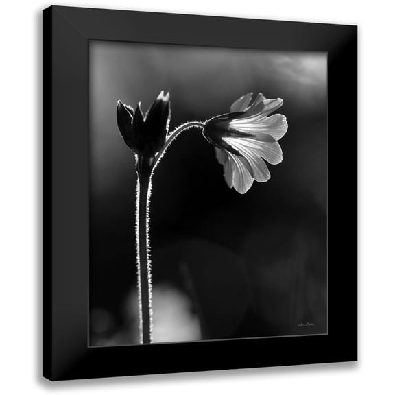 Deiter, Lori 12x14 Black Modern Framed Museum Art Print Titled - Black and White Flower