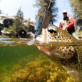 thumbnail image 4 of Cebo para peces, juego de 3 señuelos de pesca con cabeza gorda, cebo artificial fiel a su promesa, 4 of 8