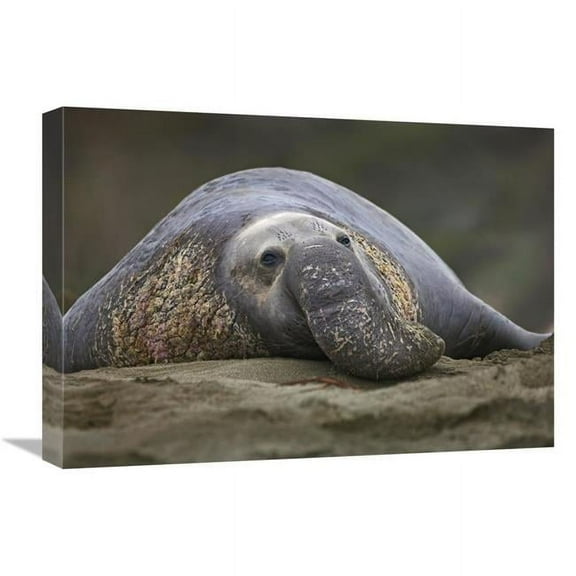 22 in. Northern Elephant Seal Bull, Showing Proboscis, California Art Print - Tim Fitzharris