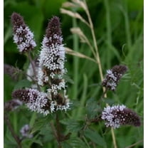 250 Seeds PEPPERMINT MINT Mentha Piperita Herb Flower Seeds