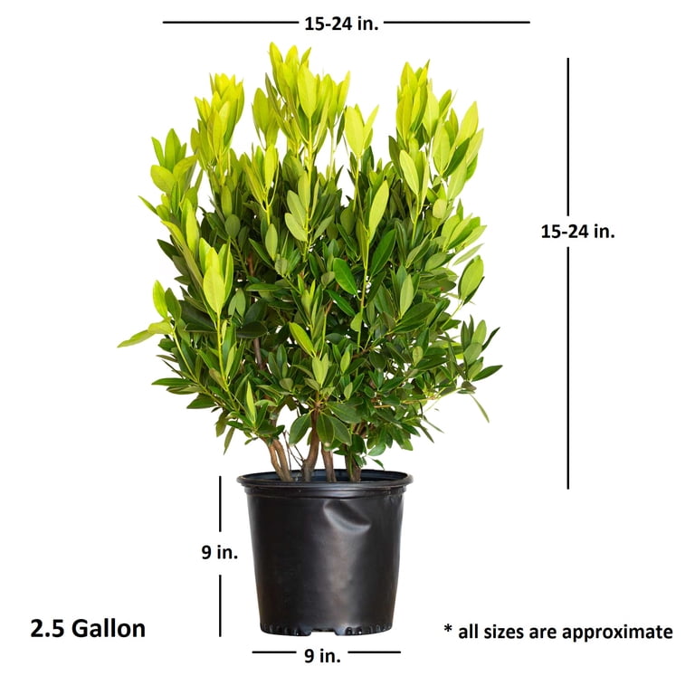 Expert Gardener Illicium Parviflorum 'Hardy Ocala Anise' (2.5