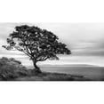 thumbnail image 3 of Amos, Andy 24x15 Black Modern Framed Museum Art Print Titled - Bonsai Tree, 3 of 5