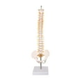 thumbnail image 4 of Modelo de , soporte de pantalla de , decoración de escritorio de enseñanza, 45 cm, modelo detallado de vertebral modelo de, 4 of 10
