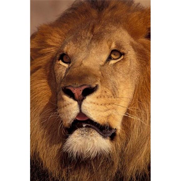 Danita Delimont PDDAF42SWE0003B Closeup of A Male Lion South Africa Poster Print by Stuart Westmorland, 12 x 17