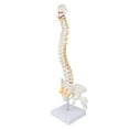 thumbnail image 4 of Modelo De Columna Vertebral, Modelo De Columna Vertebral Flexible De Visualización Perfecta Con Base Para La Enseñanza De Ciencias En El Aula Ccdes Spinal Model, 4 of 8