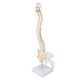 thumbnail image 4 of Modelo de columna vertebral, modelo de columna vertebral flexible de visualización perfecta con base para la enseanza de ciencias en el aula LHCER Descripción de la referencia, 4 of 8