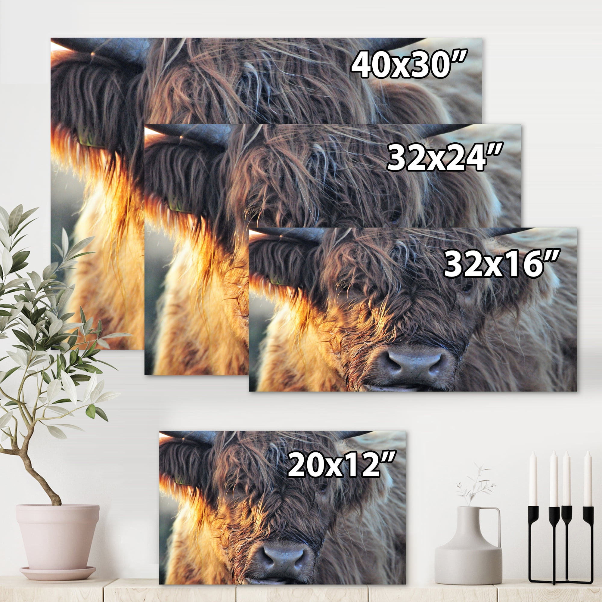Designart ' Close Up Of Scottish Cow On Moorland III ' Farmhouse Canvas Wall Art Print