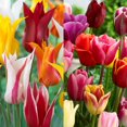 thumbnail image 1 of TASC Tulip Flower Bulbs-Tulip Lily Flowered and Triumph Assorted (20 Bulbs), 1 of 1