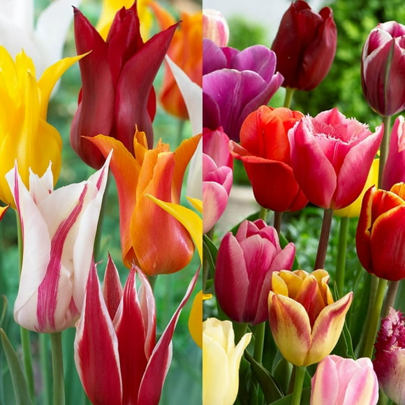 TASC Tulip Flower Bulbs-Tulip Lily Flowered and Triumph Assorted (20 Bulbs)