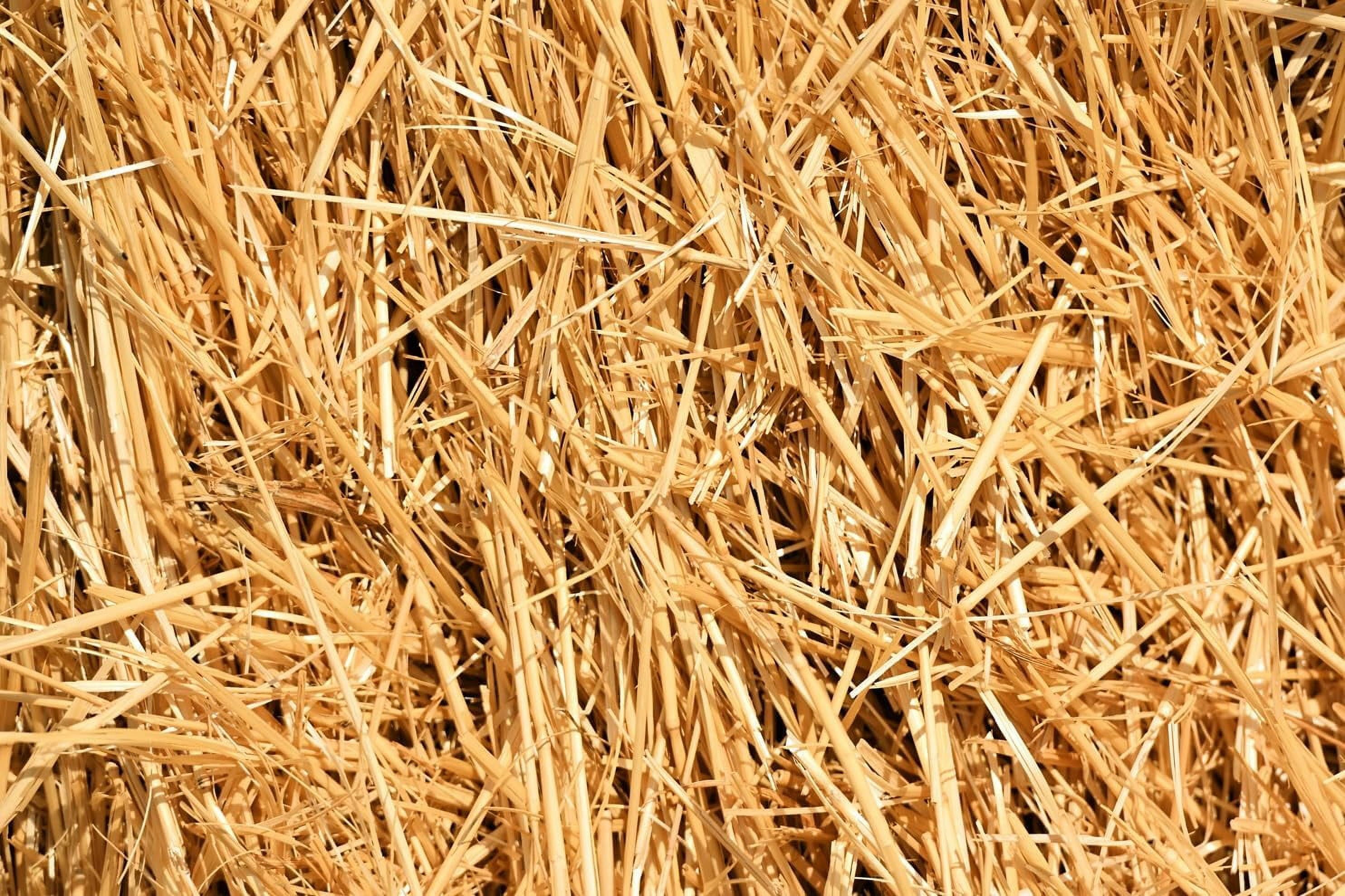 Outdoor Dog or Cat Bedding - Clean, Dry and Soft Decorative Straw for Stray Cats Dogs Yard Farm Pets Garden Mulch Grass Cover (5 Pounds)