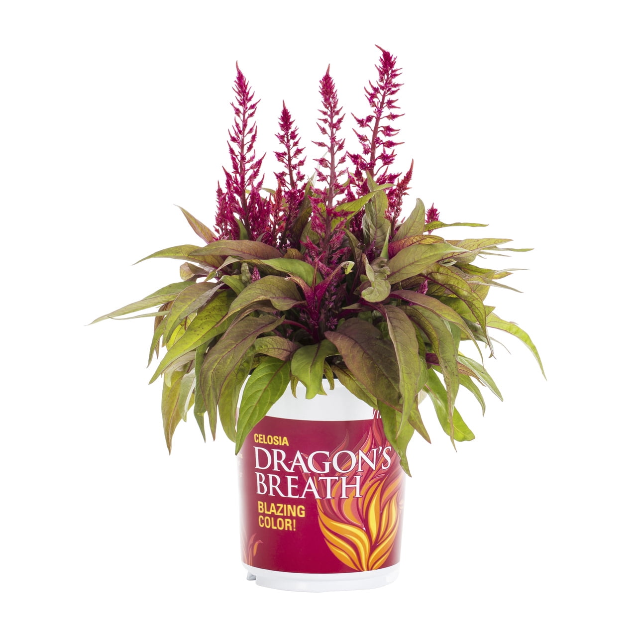 Dragons Breath 2QT Red Celosia Live Annual Plant Sun 3-Pack