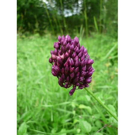 Canvas Print Leek Edge of The Woods Wild Plant Summer Meadow Stretched Canvas 10 x