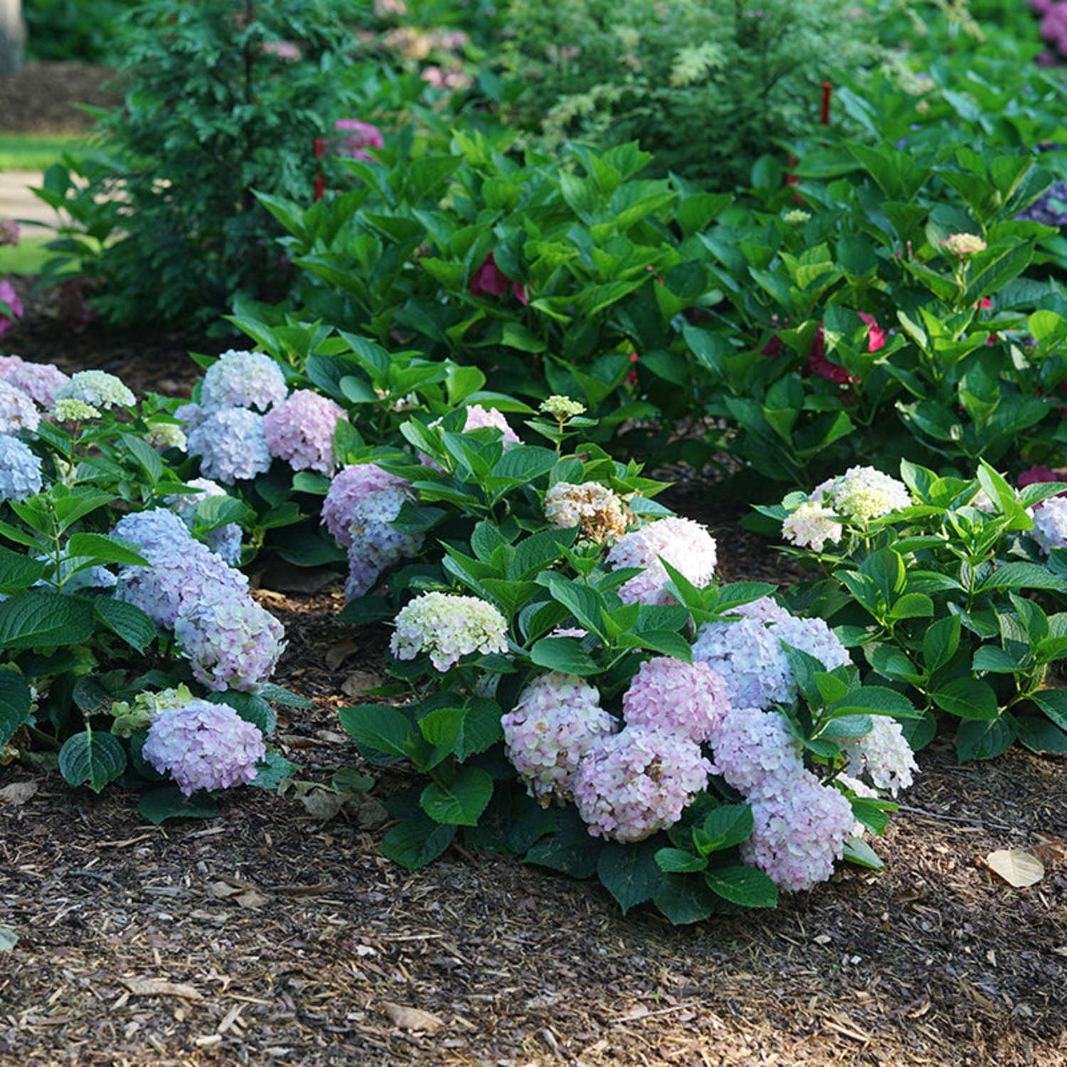 Proven Winners ColorChoice 5" Multicolor Wee Bit Innocent Bigleaf Hydrangea Live Plant in 4.5" Pot (4 Count)