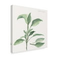 thumbnail image 2 of Trademark Fine Art 'Sage II' Canvas Art by Chris Paschke, 2 of 3