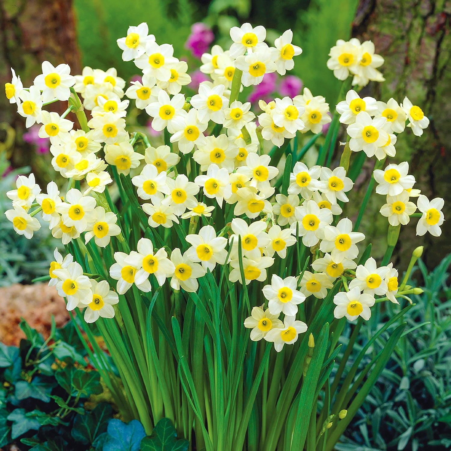 Van Zyverden Award Winning Perennial Deer Resistant Daffodil Blend Set of 5 Bulbs Multicolor Partial Sun Perennial Fragrant 1 lb