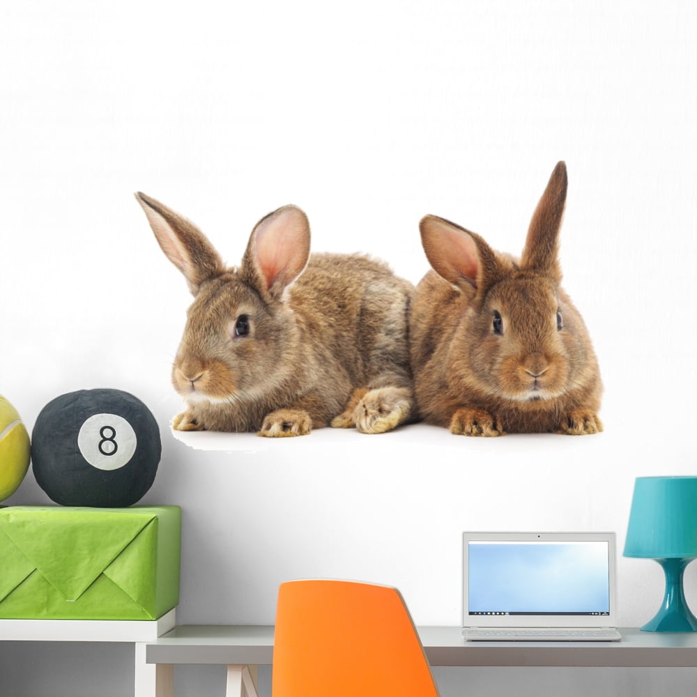 Rabbits Wall Decal by Wallmonkeys Peel and Stick Graphic (36 in W x 21