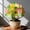 D, variant on Amaryllis, Low Maintenance - Easy Grow - Ideal for Beds Borders, Plant Pots & Planters