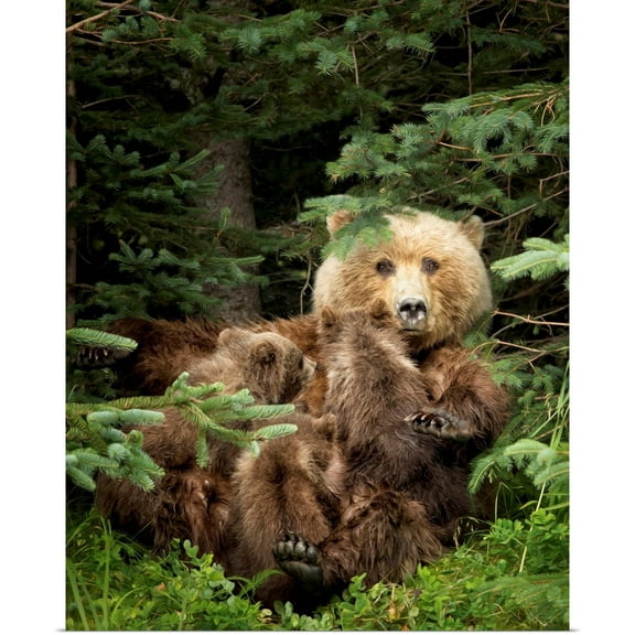 Great BIG Canvas | Rolled PH Burchett Poster Print entitled Bears at Play IV