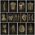 thumbnail image 2 of Póster Médico Sistema De Anatomía Humana Órganos Humanos Esqueleto De Corazón Papel Kraft Pintado 42 * 28,5cm Gao Jiahui unisex, 2 of 2