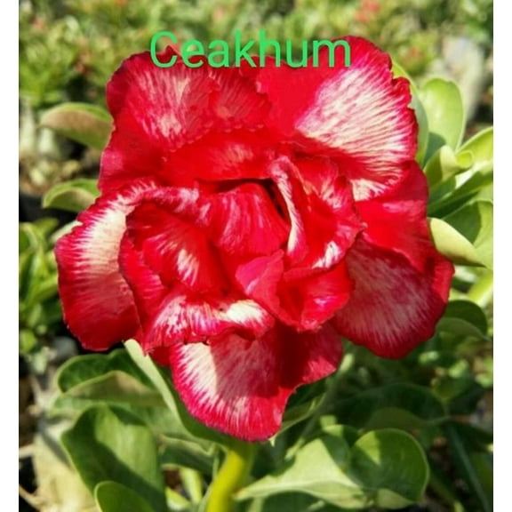4 Ceakhum Desert Rose Seeds Adenium Obesum Flower Perennial Flowers Exotic 541