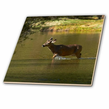 - 3dRose Mule deer by Mirror Lake, Tenaya Canyon, Yosemite, California, USA - Ceramic Tile, 4-inch