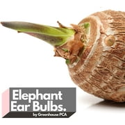 15 Green Elephant Ear Taro Bulbs (Colocasia Esculenta) by Greenhouse PCA
