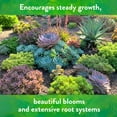 thumbnail image 6 of Down to Earth Organic Cactus & Succulent Fertilizer 2-4-8, 5 lb, 6 of 7