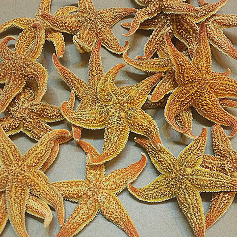 Jangostor 48 PCS Starfish, Mixed Starfish 1 to 2 and 2 to 3 Knobby  Starfish Natural Seashells Starfish Perfect for Wedding Decor Beach Theme
