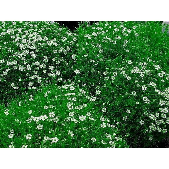 Irish Moss - Sagina Subulata - House Plant or Very Hardy Groundcover - 2.5" Pot