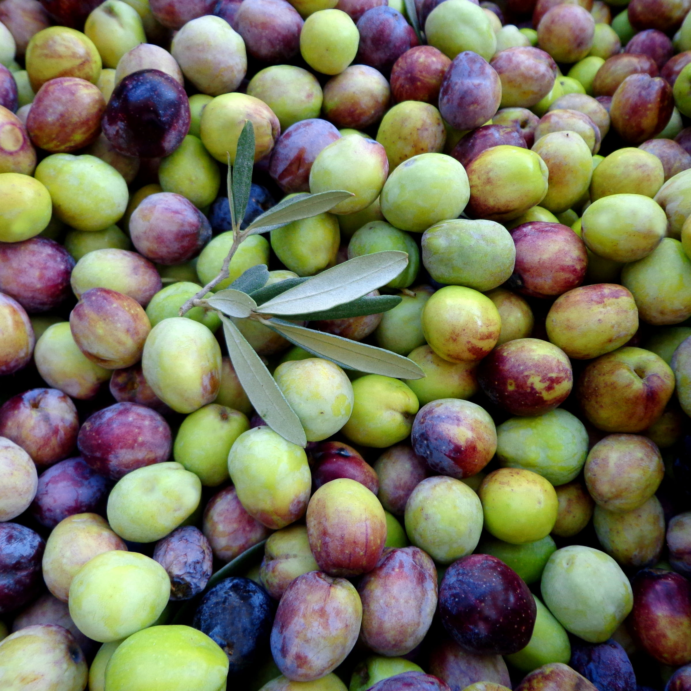 National Plant Network 3 gal. Olive Live Tree with Full Sun