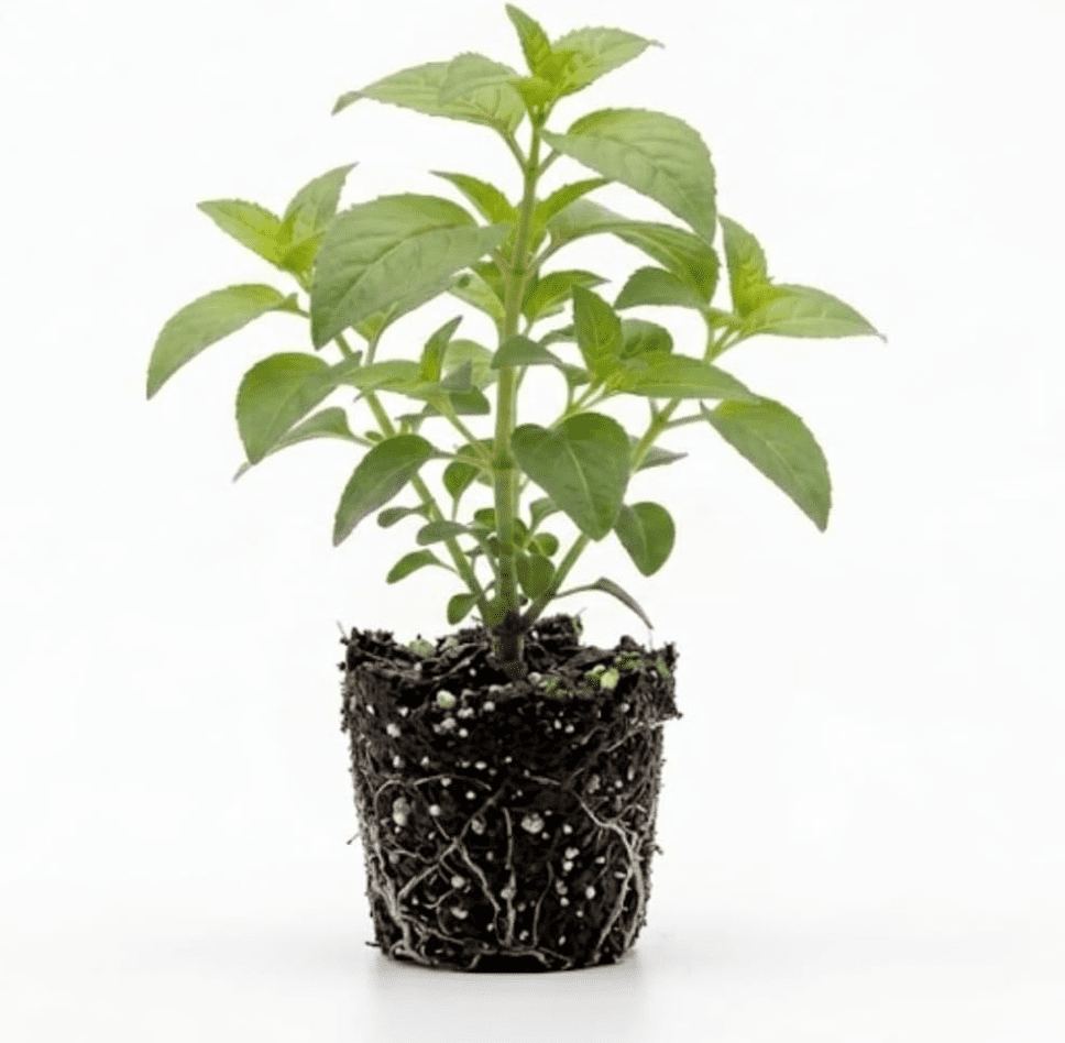Fuchsia Dark Eyes Plant Live for Planting, 4-6 Inch Tall, Purple Flower Fuchsia Plant Indoor Outdoor Gardening, No Pot