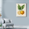 thumbnail image 3 of Trademark Fine Art 'French Lemon Botanical III' Canvas Art by A. Risso, 3 of 4