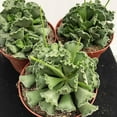 thumbnail image 2 of Crinkle Leaf Plant - 3 Live Starter Plants in 2 Inch Growers Pots - Adromischus Cristatus - Rare and Decorative Compact Easy Care Succulent, 2 of 7