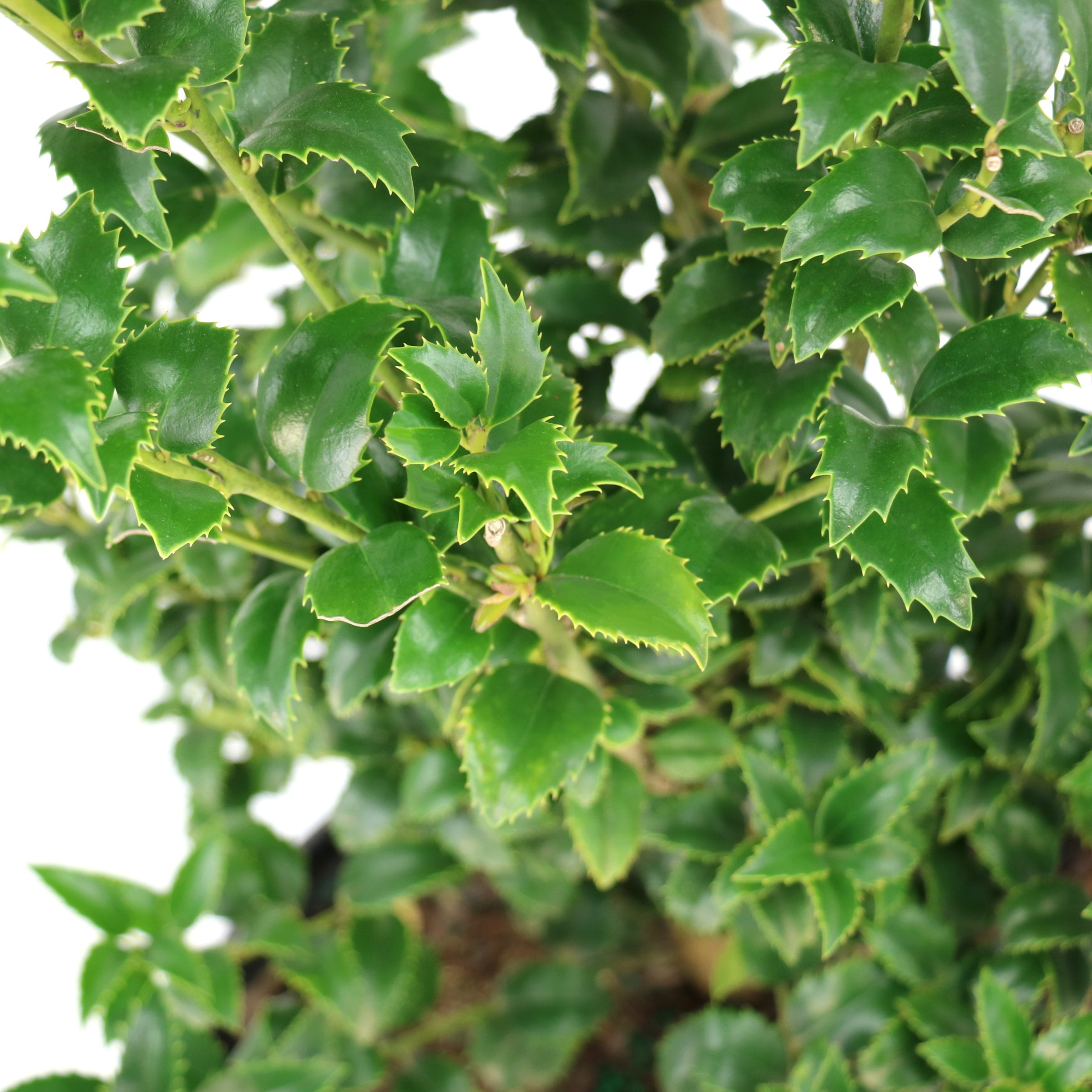 National Plant Network 3 gal. Ilex Miss Patricia Shrub