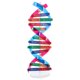thumbnail image 4 of Kit de ADN Kit de modelo de doble hélice Montaje de soporte de exhibición de ADN Modelo de doble hélice Equipo de aprendizaje de genes humanos Juguete Ciencia Modelos de ADN Kit de modelo molecular, 4 of 8