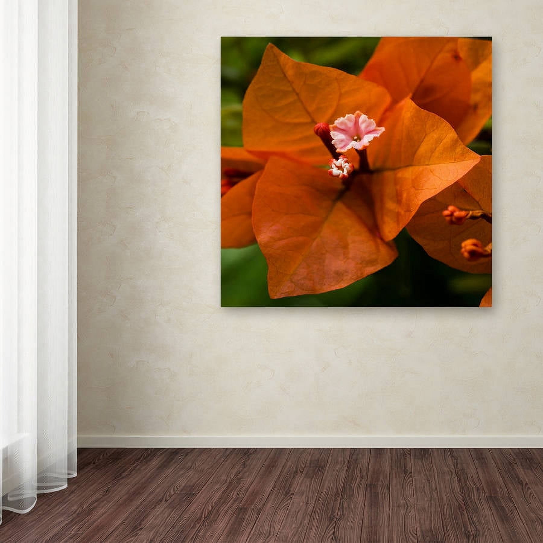 Trademark Fine Art "Orange Bougainvillea" Canvas Art by Kurt Shaffer
