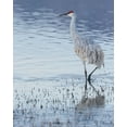 thumbnail image 2 of Pryor, Maresa 15x18 White Modern Wood Framed Museum Art Print Titled - Sandhill crane-Bosque del Apache National Wildlife Refuge-New Mexico, 2 of 4