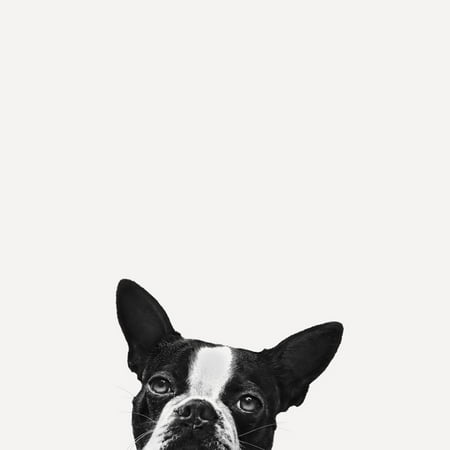 Boston Terrier Dog Art - Loyalty Dog Black and White Photo of Boston Terrier Peeking Print Wall Art By Jon Bertelli