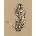 thumbnail image 2 of Harper, Ethan 26x32 White Modern Wood Framed Museum Art Print Titled - Botanical Sketch Black and White VI, 2 of 4