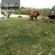 thumbnail image 4 of Sujete de forma segura a su amigo peludo al aire libre con un cable de sujeción resistente para perros, 3 m, azul, para mascotas pequeñas y medianas, 4 of 5