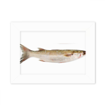 thumbnail image 1 of Ocean Fish Fresh Activity Photo Mount Frame Picture Art Painting Desktop 5x7 inch, 1 of 3