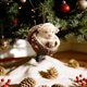 thumbnail image 3 of Artesanías Decorativas 1 pieza de 8cm Animales del bosque con colgantes de árbol de Navidad adorno acrílico para corona y guirnalda de árbol JASKFLY, 3 of 9