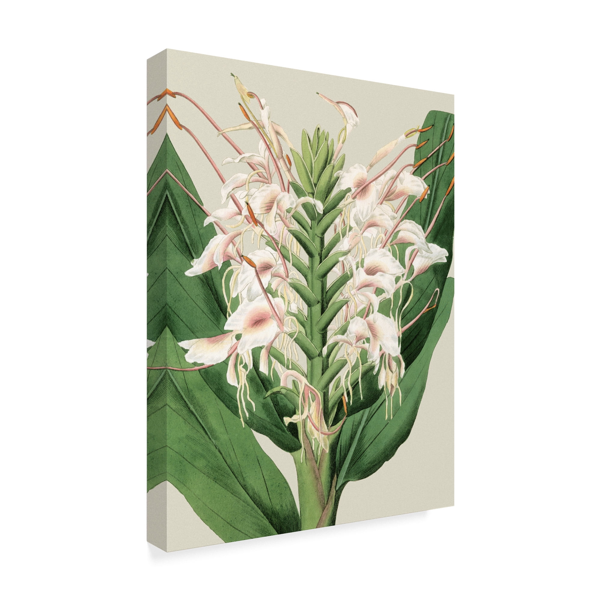 Trademark Fine Art 'Small Orchid Blooms IV' Canvas Art by Vision Studio