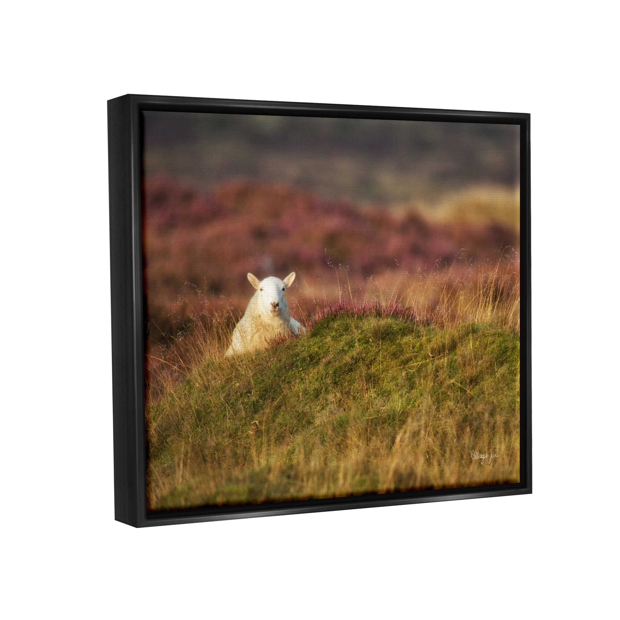 Stupell Industries Lone Sheep in Meadow Rural Countryside Farmland Photograph Jet Black Floating Framed Canvas Print Wall Art, Design by James Dobson