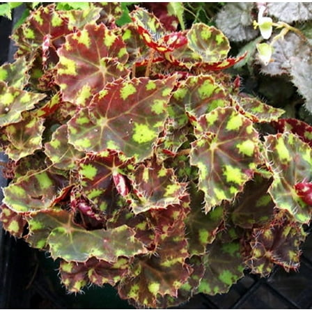 Little Darling Begonia Plant -2.5" Pot- Terrarium/Fairy Garden/HousePlant