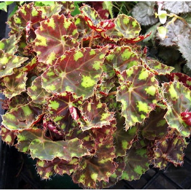 Little Darling Begonia Plant 2 5 Pot Terrarium Fairy Garden Houseplant Walmart Com