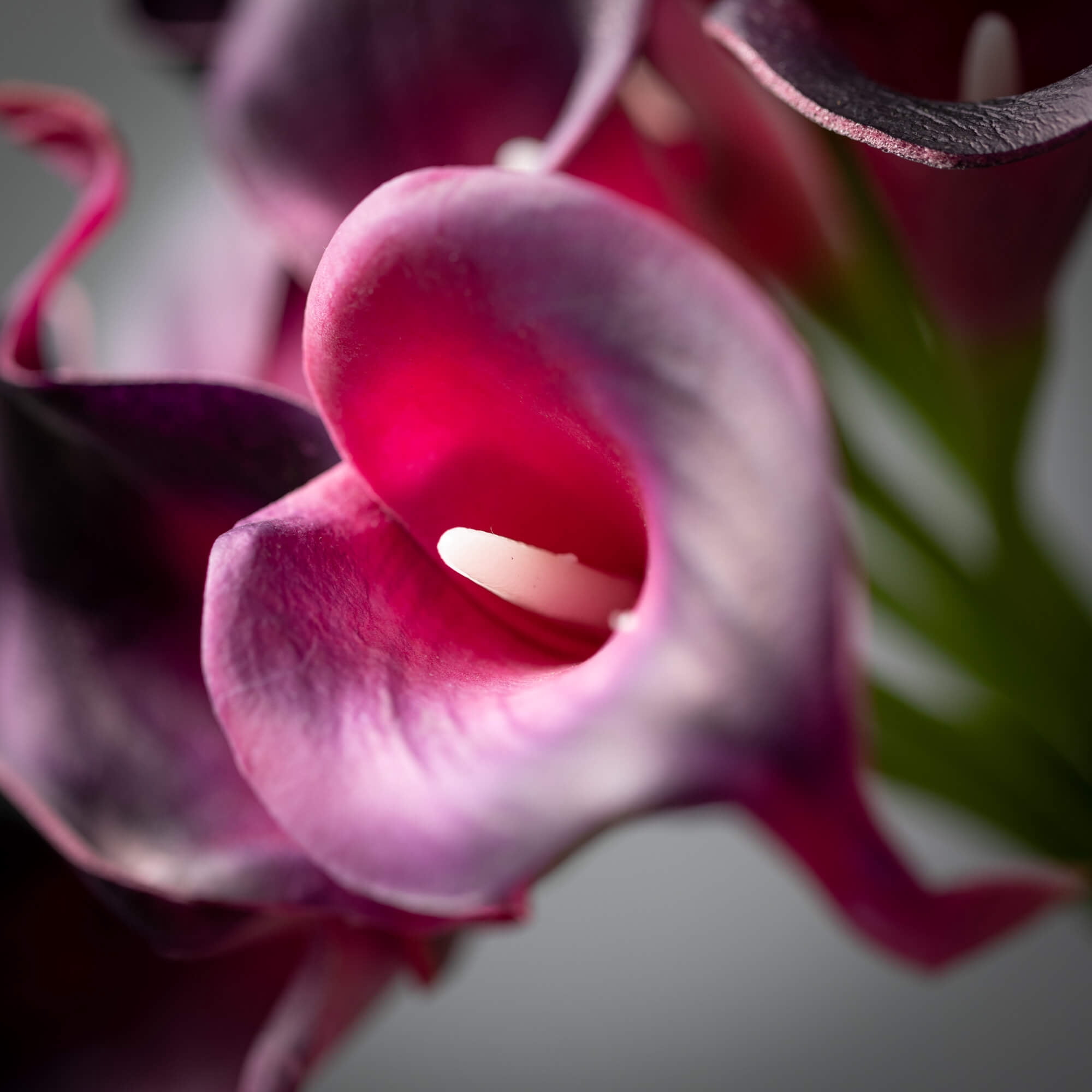 Sullivans 15" Artificial Purple Cala Lily Bush