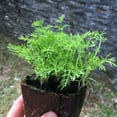 thumbnail image 2 of Dill Plant - Live Plant in a 4 inch Pot - Indoor Outdoor Edible Herbs for Kitchen Garden, 2 of 6