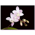 thumbnail image 3 of Repotme Orchid Growing Starter Kit with Phalaenopsis Orchid Mix Pots Fertilizer, 3 of 4