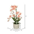 thumbnail image 2 of Vickerman 19" Orange Cycnoches in Pot - FN190602, 2 of 2